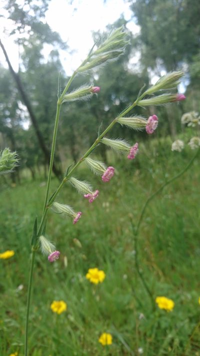Silene bellidifolia, photographed by Elizabete Marchante