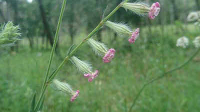 Silene bellidifolia, photographed by Elizabete Marchante