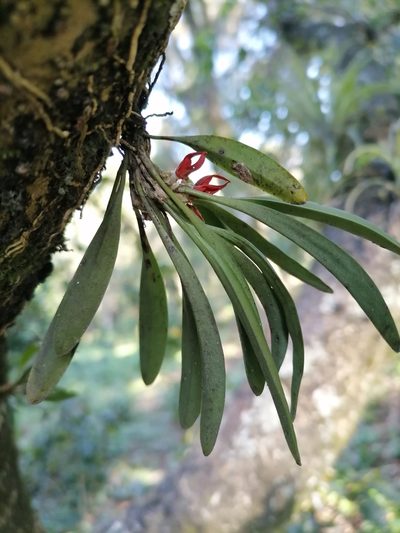 Specklinia tribuloides, photographed by Victor De la Cruz