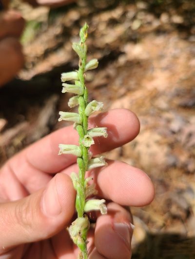 Spiranthes sylvatica, photographed by Jeff Wilson