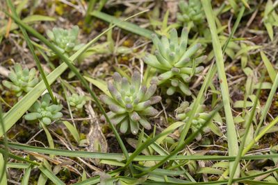 Sedum rubens, photographed by Eleftherios Katsillis