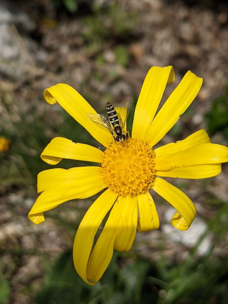 Senecio provincialis, photographed by Denis Bastianelli