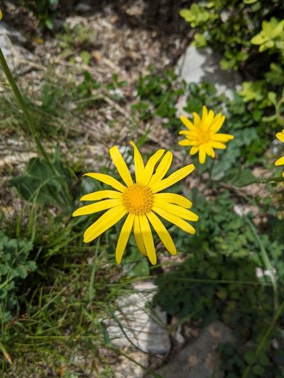 Senecio provincialis, photographed by Denis Bastianelli