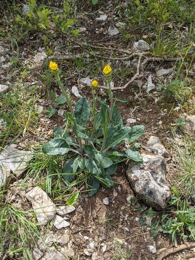 Senecio provincialis, photographed by Denis Bastianelli