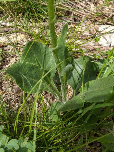 Senecio provincialis, photographed by Denis Bastianelli
