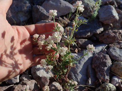 Eriogonum abertianum, photographed by Nolan Exe