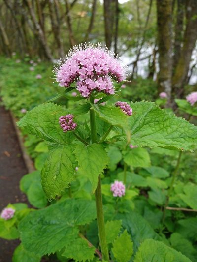 Valeriana pyrenaica, photographed by Eric Tittley