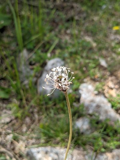 Plantago argentea, photographed by Denis Bastianelli