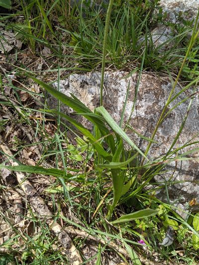 Plantago argentea, photographed by Denis Bastianelli