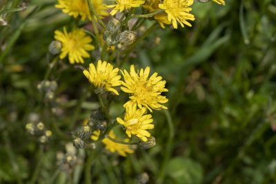 Crepis vesicaria, photographed by Eleftherios Katsillis