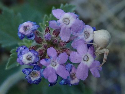 Verbena gooddingii, photographed by Nolan Exe