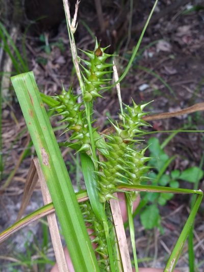 Carex gigantea, photographed by Scott Ward