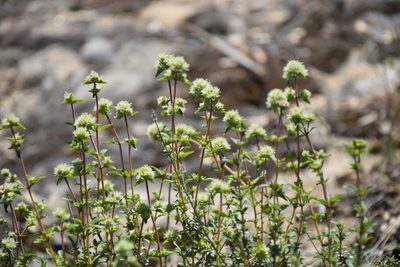 Thymus mastichina, photographed by Caroli