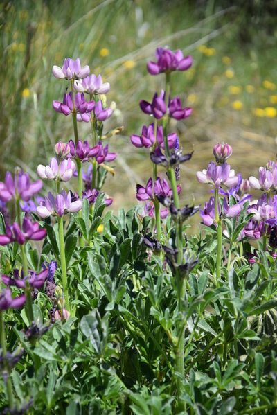 Lupinus hispanicus, photographed by Caroli