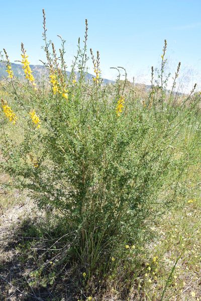 Adenocarpus complicatus, photographed by Caroli