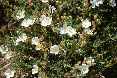 Cistus umbellatus, photographed by Caroli