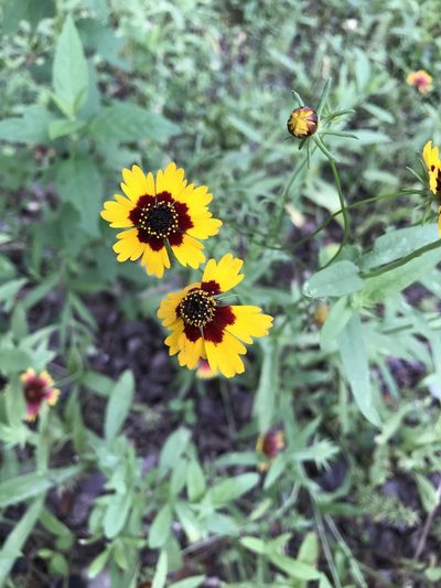 Coreopsis wrightii, photographed by lanechaffin