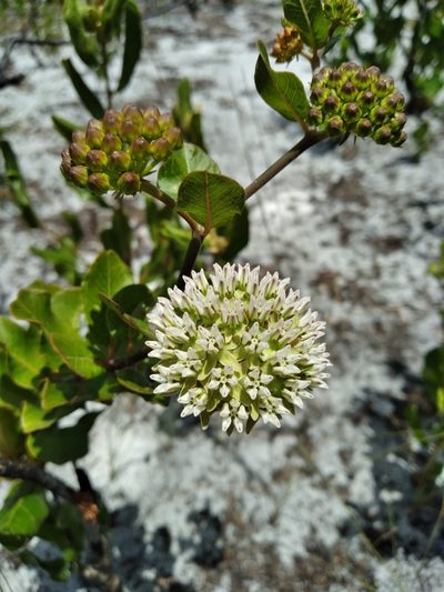 Asclepias curtissii, photographed by Scott Ward