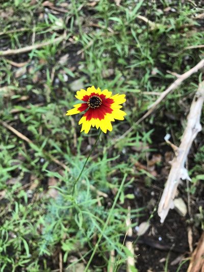 Coreopsis wrightii, photographed by lanechaffin