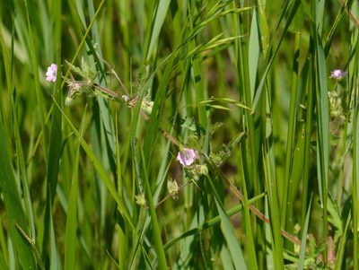 Geranium divaricatum, photographed by Roman