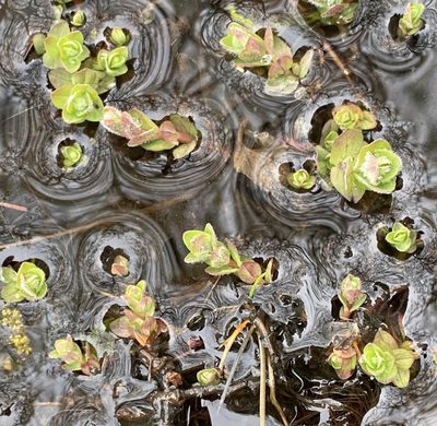 Hypericum elodes, photographed by James Clow