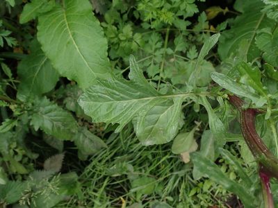 Jacobaea aquatica, photographed by Daniel Cahen