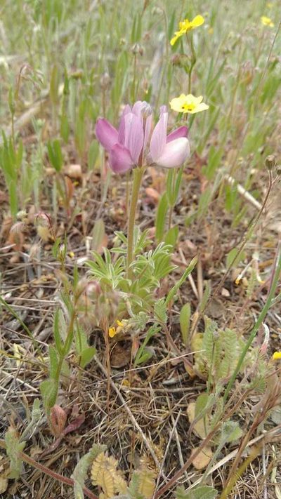 Lupinus hispanicus, photographed by Caroli