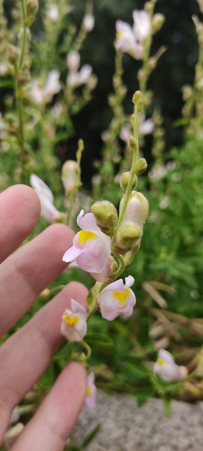 Antirrhinum graniticum, photographed by Antonio Requena Serrano