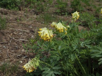 Corydalis nobilis, photographed by Tero Linjama