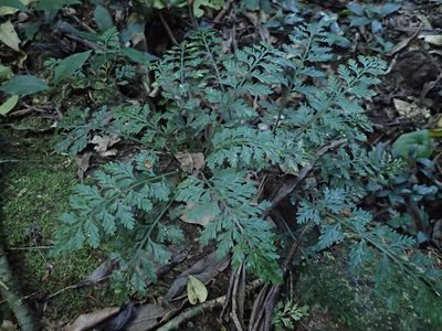 Asplenium rutifolium, photographed by Mahomed Desai
