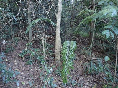 Encephalartos villosus, photographed by Mahomed Desai