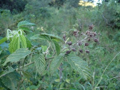 Rubus rigidus, photographed by Mahomed Desai