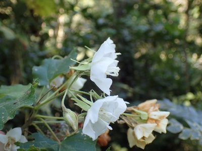 Dombeya cymosa, photographed by Mahomed Desai