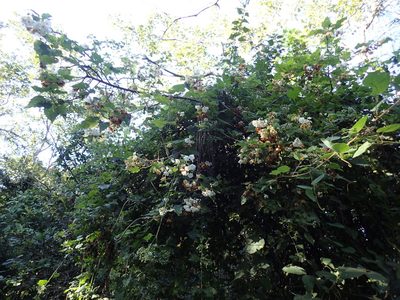 Dombeya cymosa, photographed by Mahomed Desai