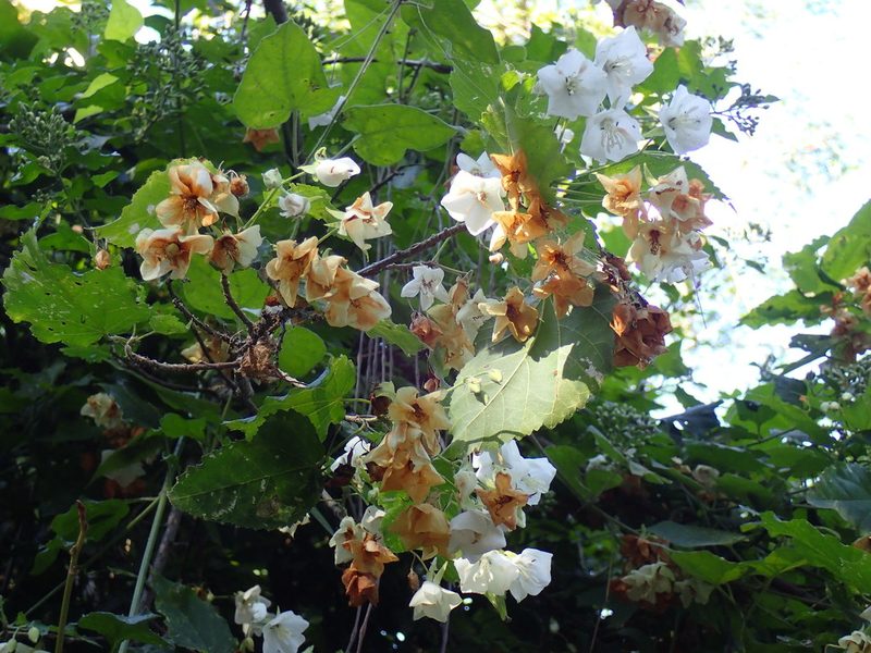 Dombeya cymosa, photographed by Mahomed Desai