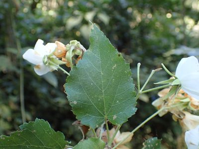 Dombeya cymosa, photographed by Mahomed Desai