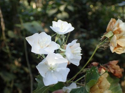 Dombeya cymosa, photographed by Mahomed Desai
