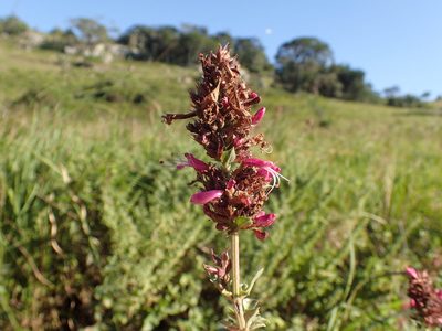 Syncolostemon densiflorus, photographed by Mahomed Desai
