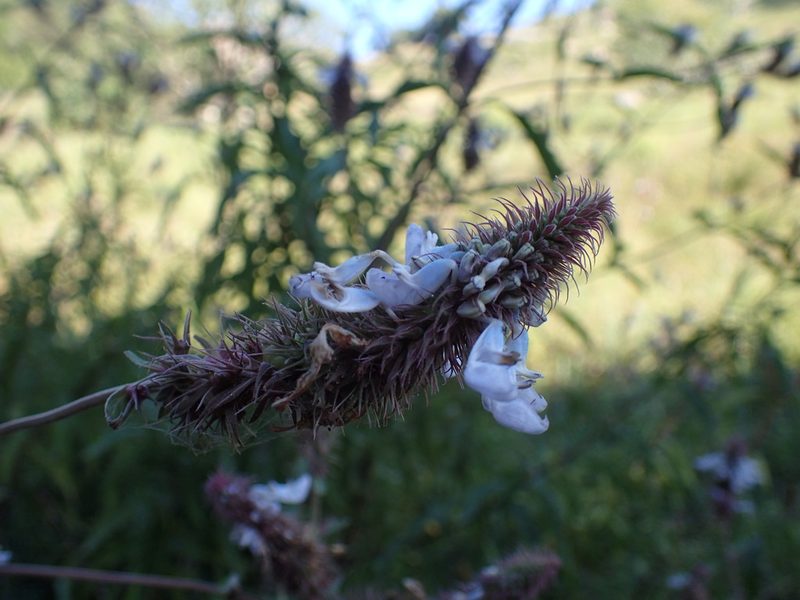Coleus kirkii, photographed by Mahomed Desai