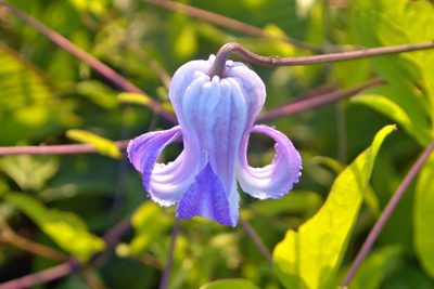 Clematis crispa, photographed by whatiseebydawne
