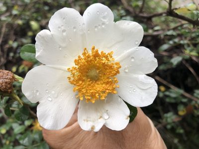 Rosa bracteata, photographed by Andy Jordan