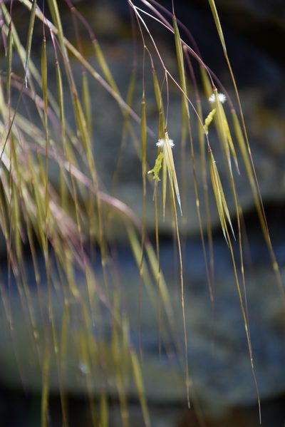 Celtica gigantea, photographed by Caroli