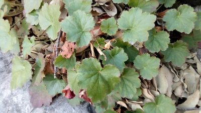 Heuchera mexicana, photographed by Leticia Jiménez Hernández