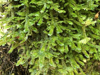 Rhystophyllum crispum, photographed by Jason Grant