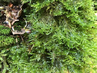 Alleniella complanata, photographed by Jason Grant