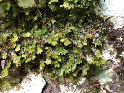 Fissidens dubius, photographed by Jason Grant