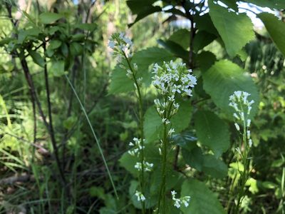 Arabis hirsuta, photographed by Pavel Kacl