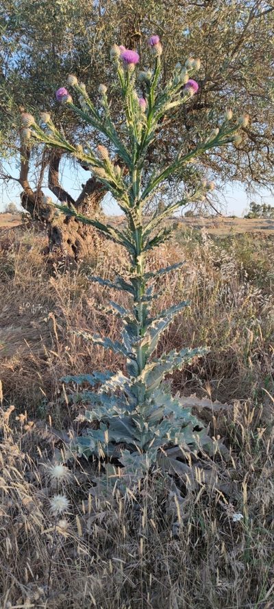 Onopordum nervosum, photographed by Santiago Martín-Bravo