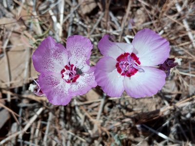 Clarkia cylindrica, photographed by Daniel S.
