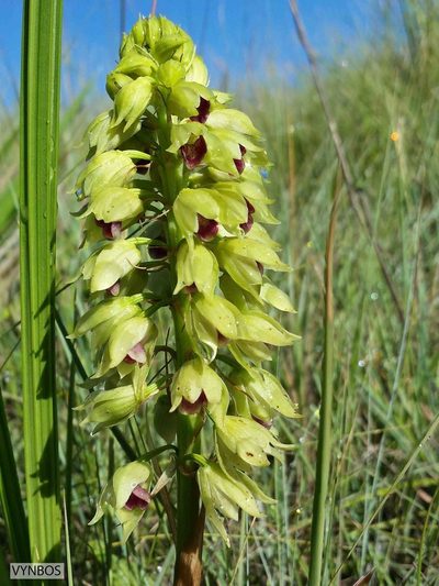 Eulophia foliosa, photographed by Chris Vynbos